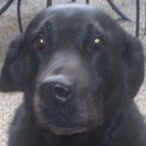 Meet your Posher, Jo